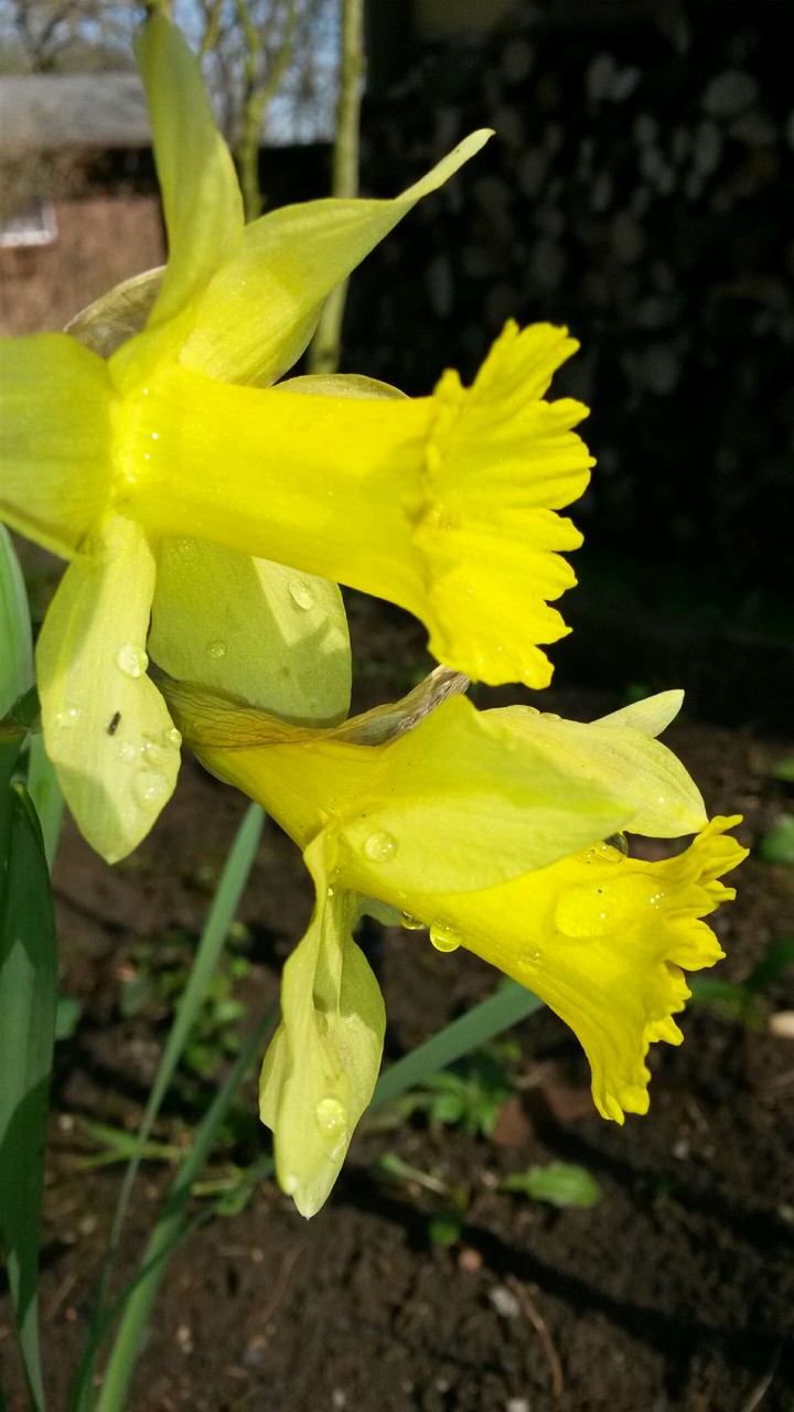 spring