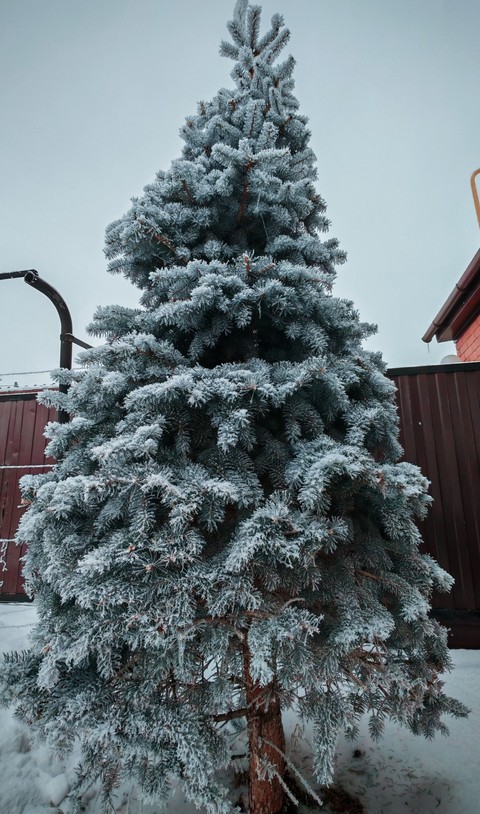 tapety freezing, snow