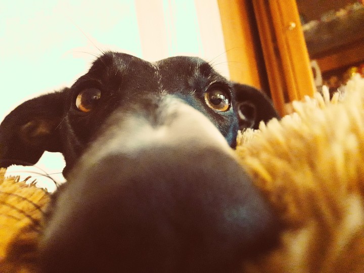 long snout
