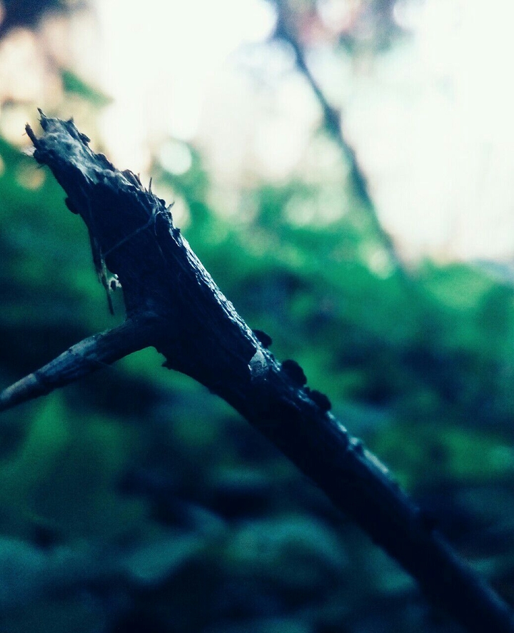 focus