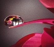 pink drop love lief 1