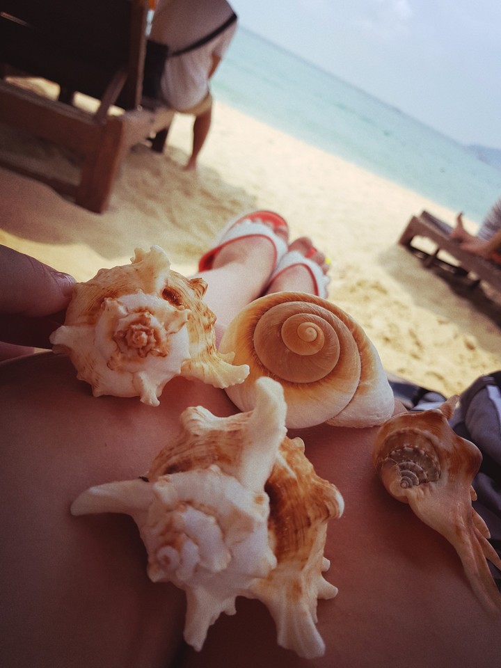 Seashells