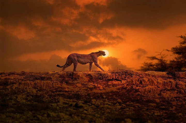 Sunset With Tiger