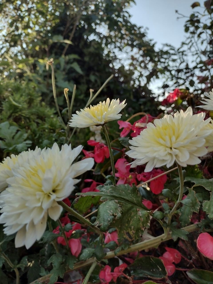 Flores