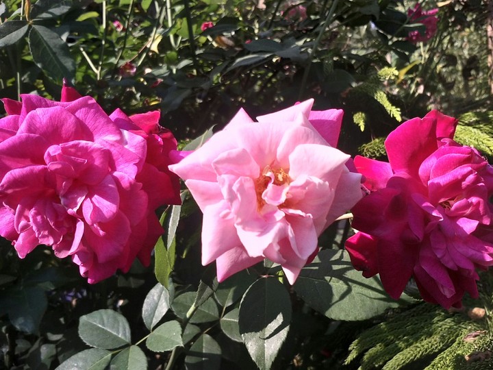 rose
