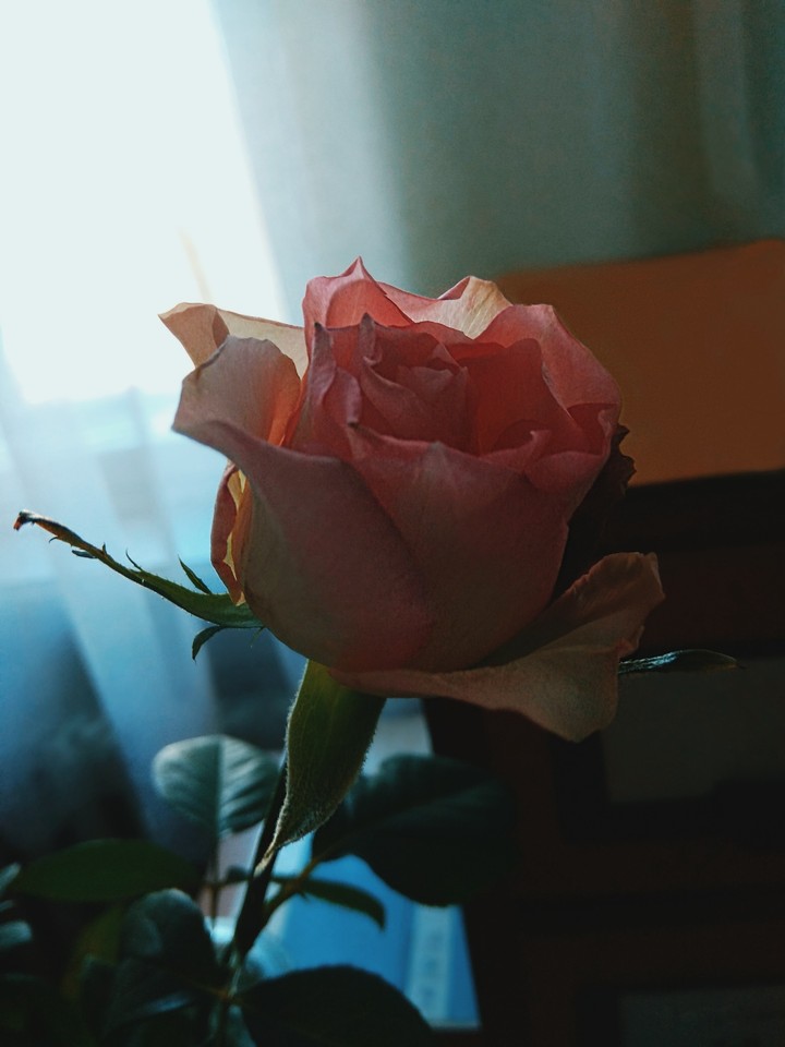 rose
