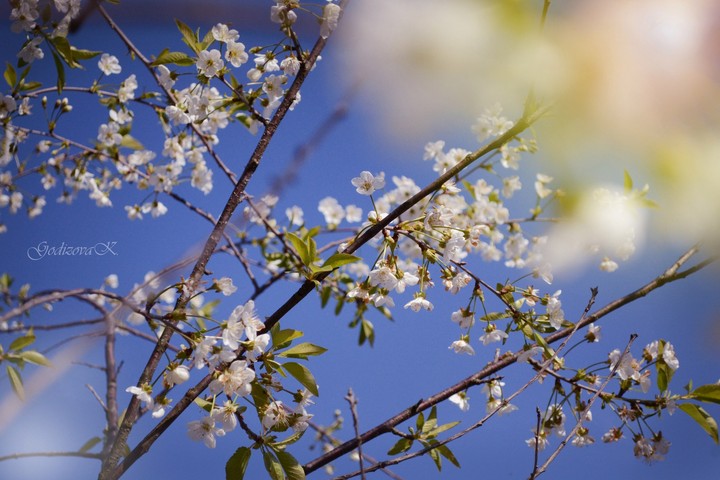 spring is coming