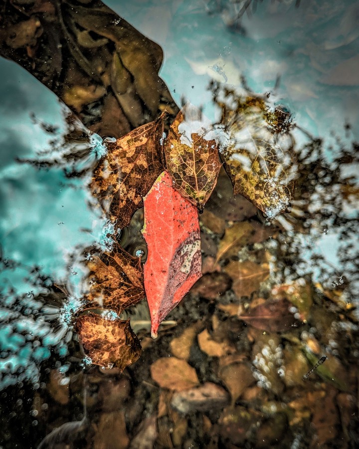 Sky leaf