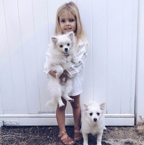 maltese, dog壁纸