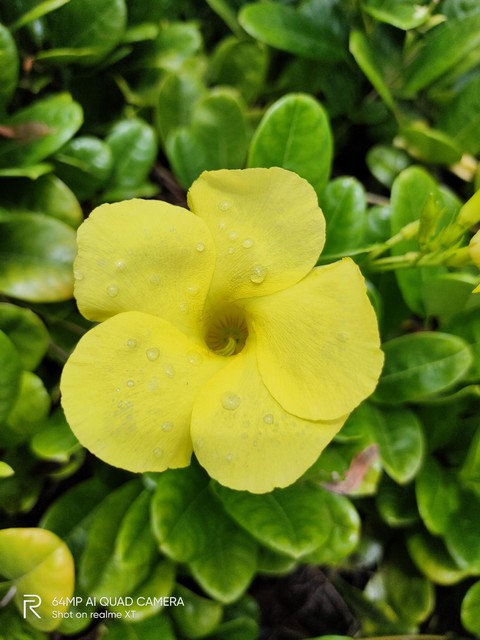 Yellowe