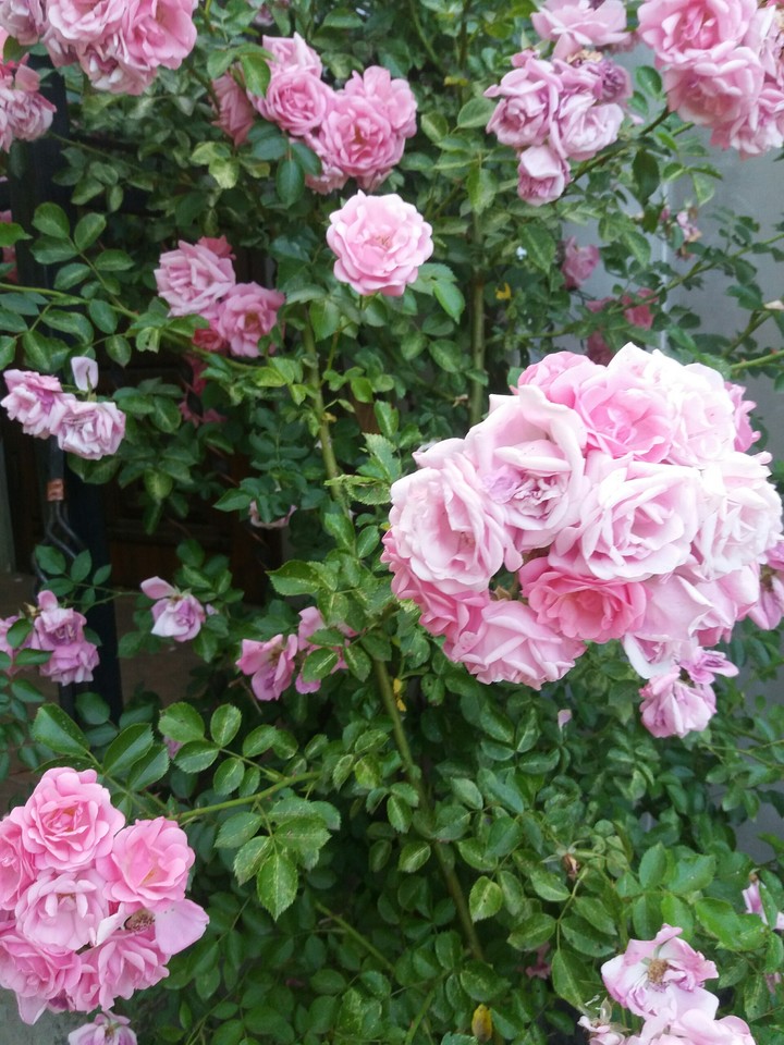 rose