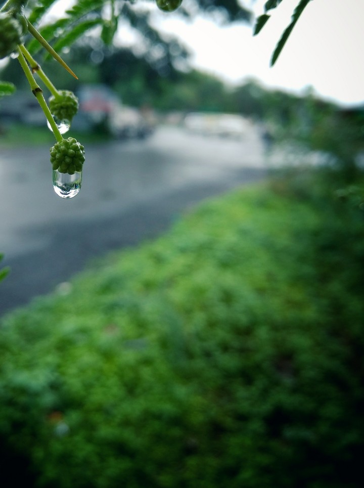 Raindrop