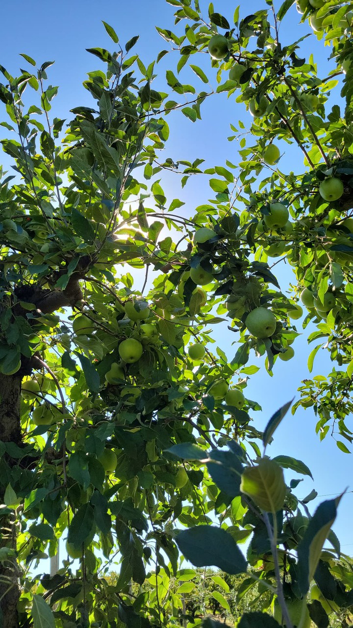apples