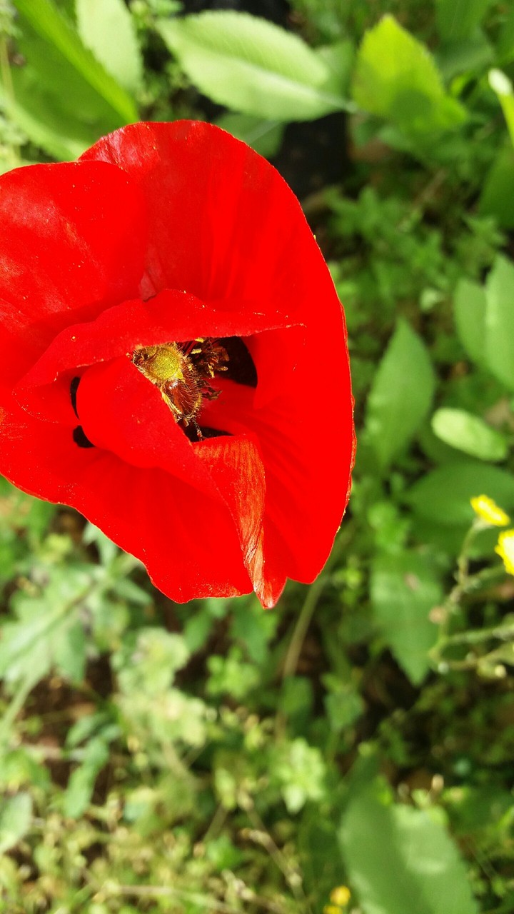 Rose, flower