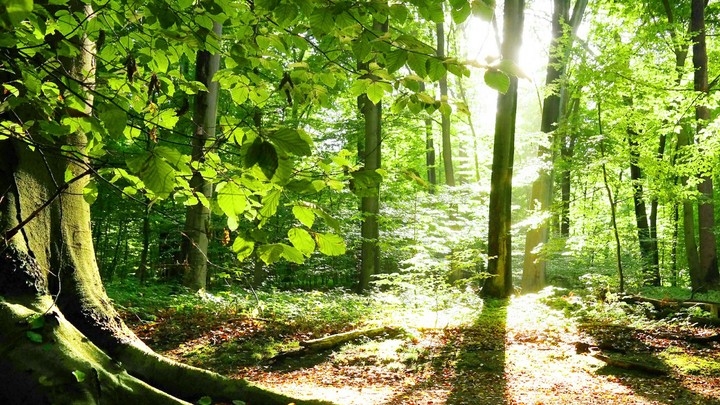 Nature Of Tree