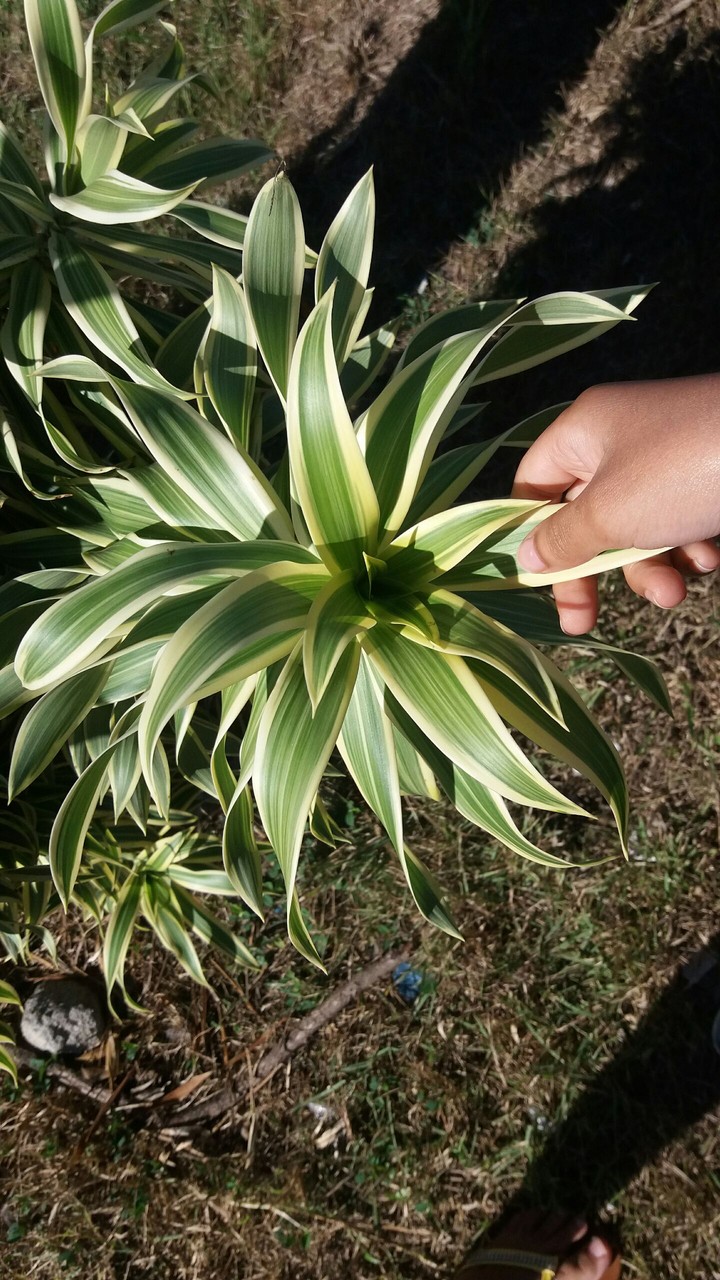 plant