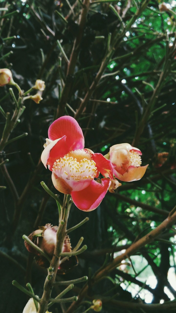 orchid