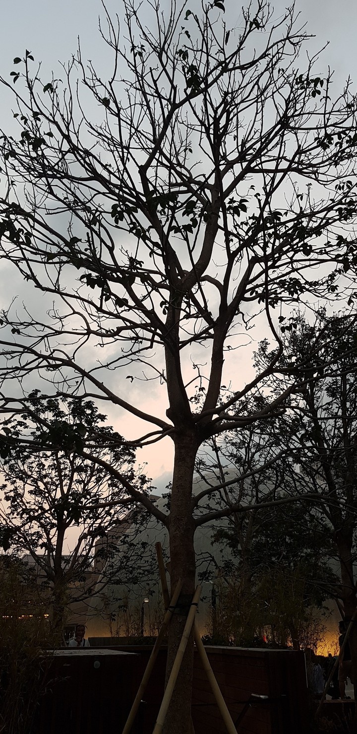 Old Branches