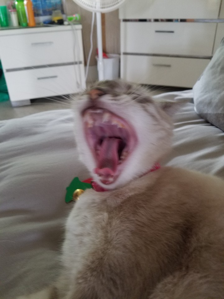 Nina