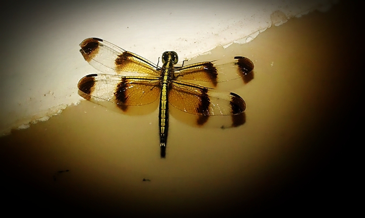 Grasshopper