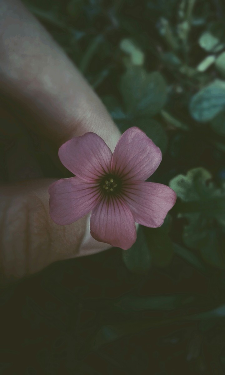 florcita