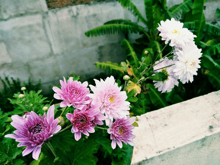 Garden photography