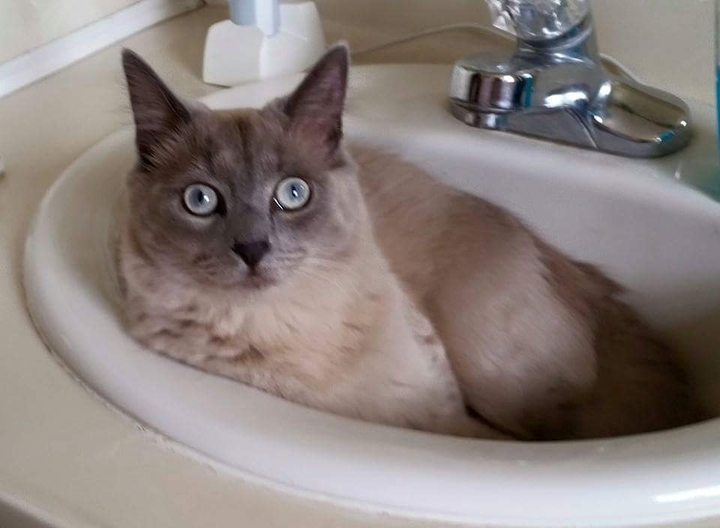 Stink in the sink
