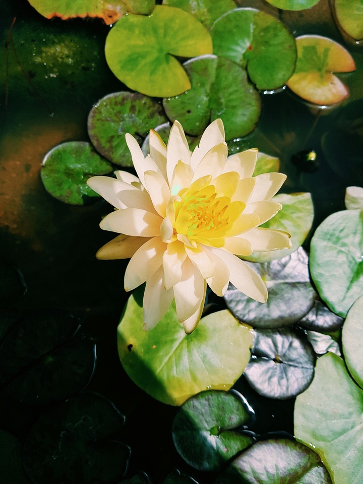 연꽃