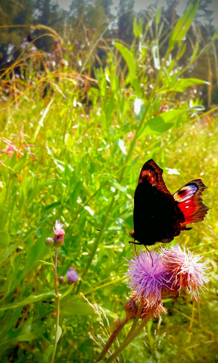 Butterfly on the  flower