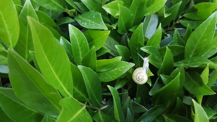 Verde Lumaca