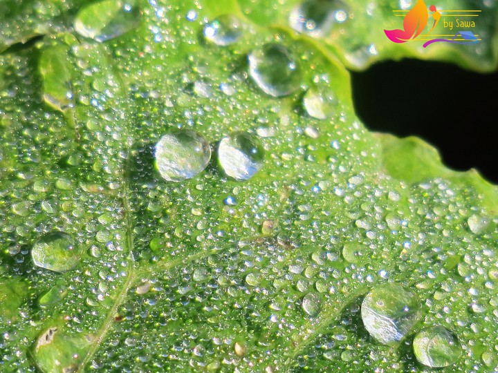 water drops on leaf