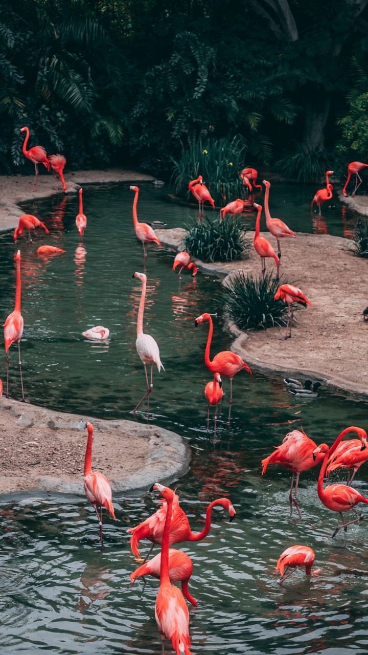 flamingók
