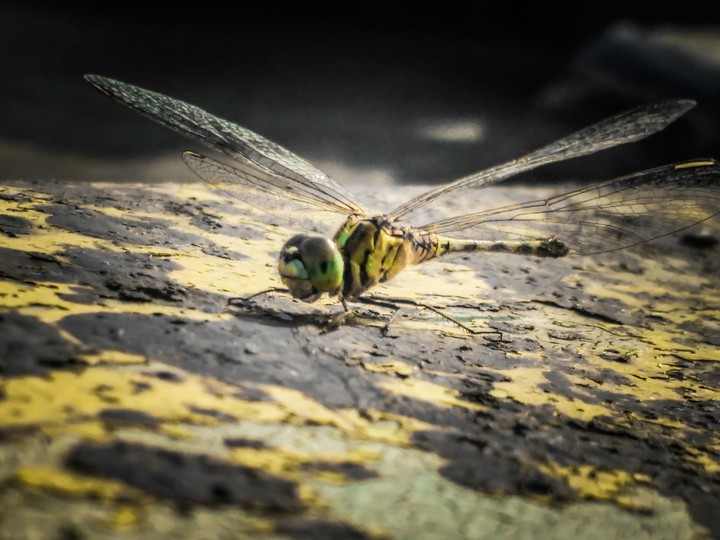 dragonfly