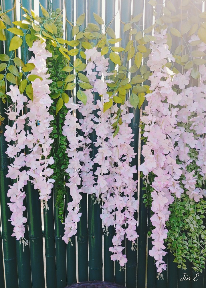 라오스_꽃