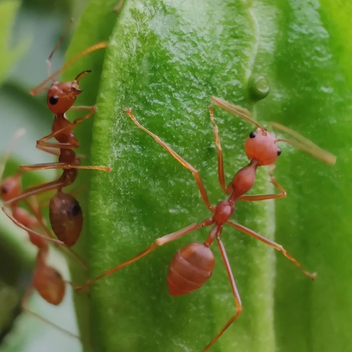 Ant