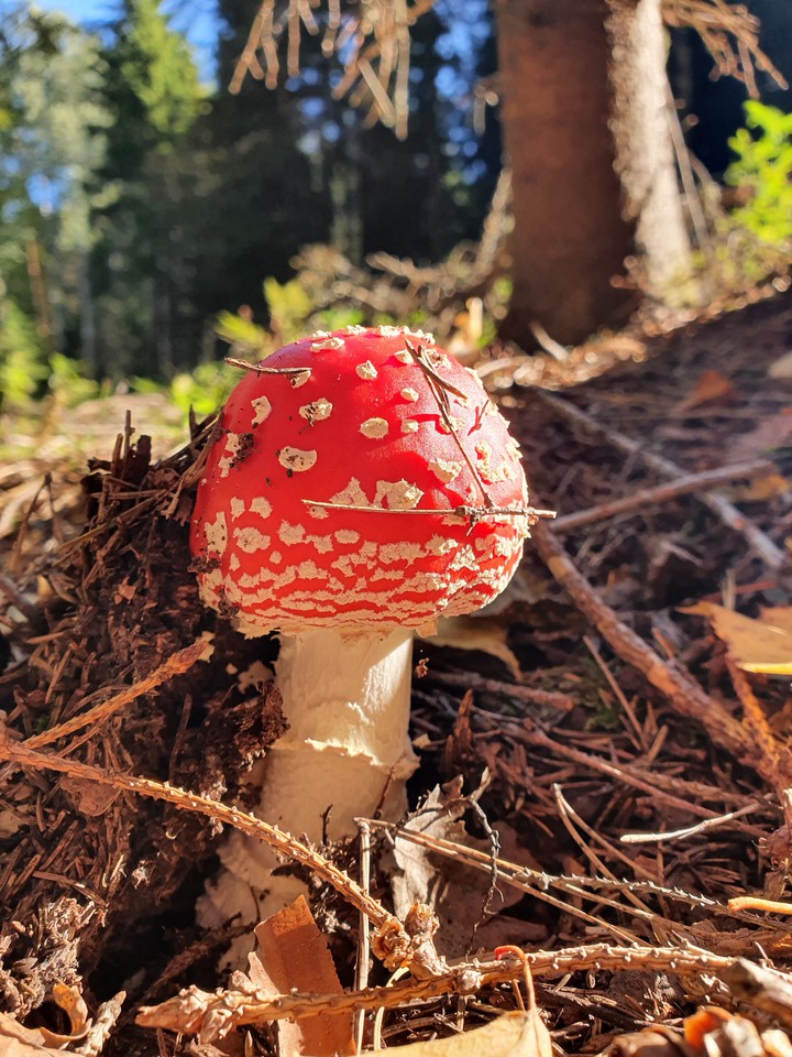autumn ?