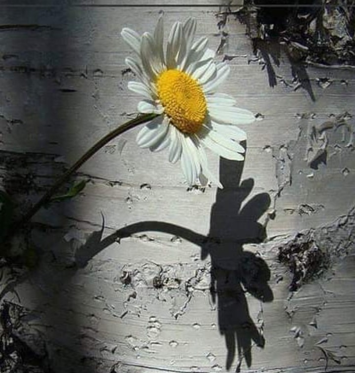 sombra da flor
