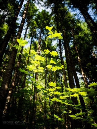 dense forest