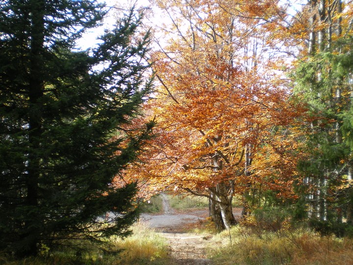 Colours