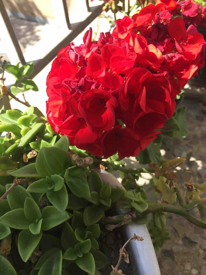 my beautiful flower