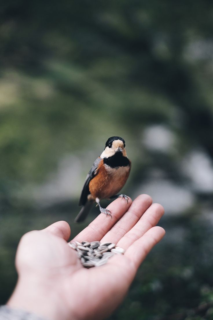Bird