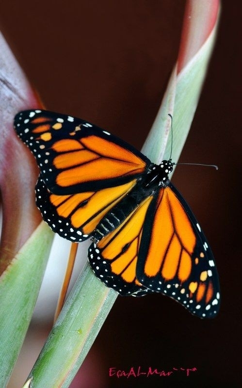 butterflie