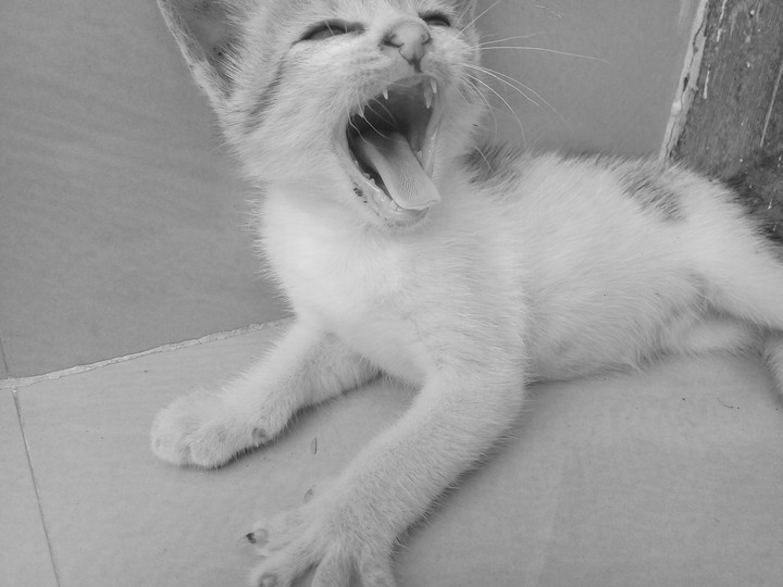 kitty...