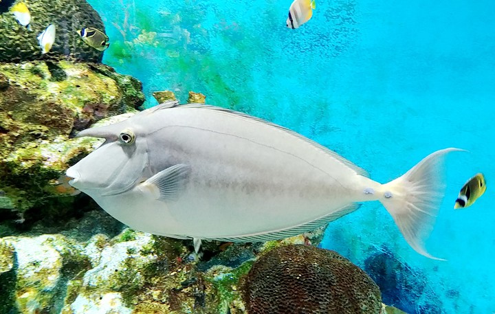 fish