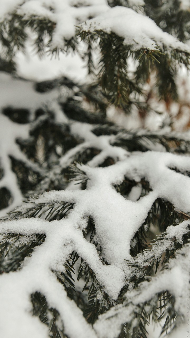 Winter Tree