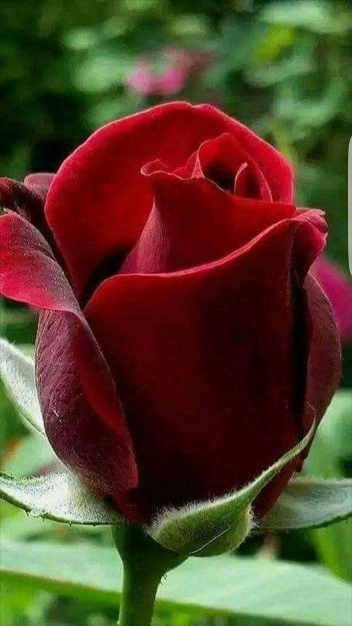 Red Rose