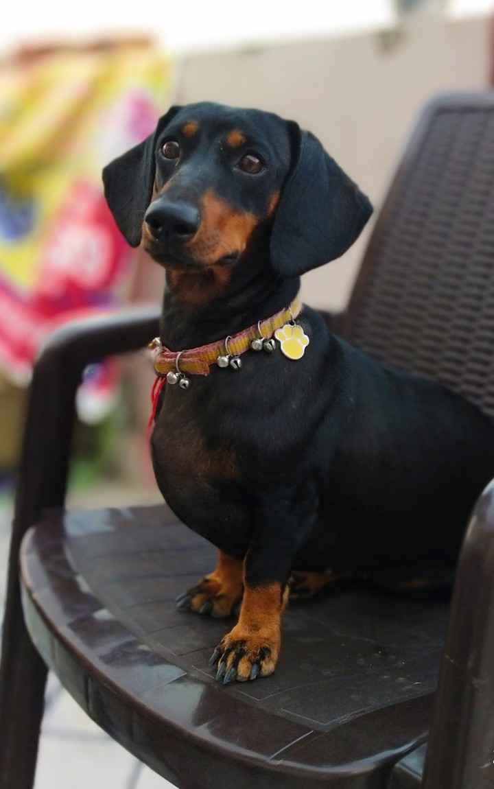 dachshund