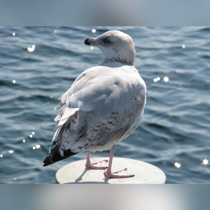 Seagull looking back...