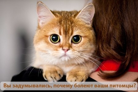Котик