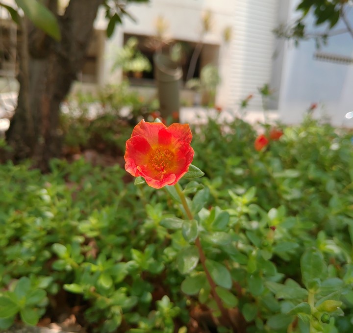 Flower!